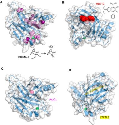 p53 and Zinc: A Malleable Relationship